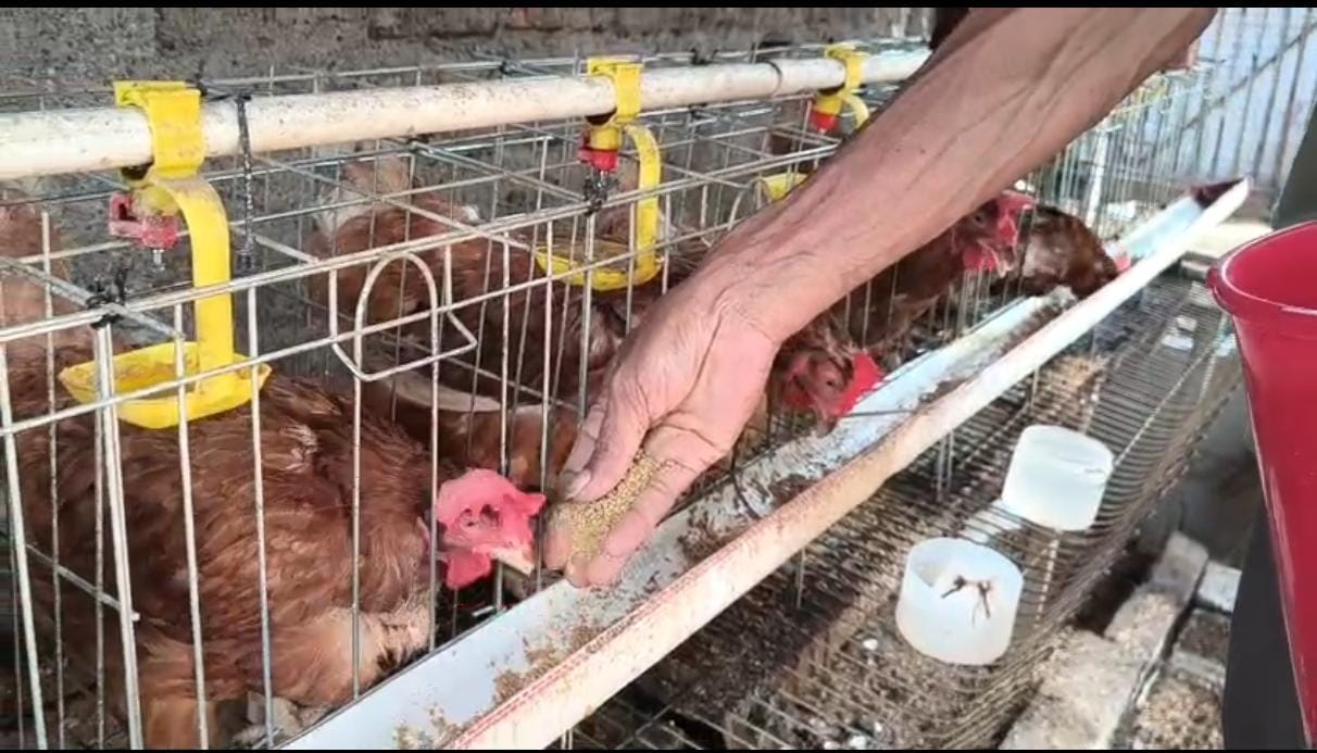 Pemberian Pakan Ayam Petelur