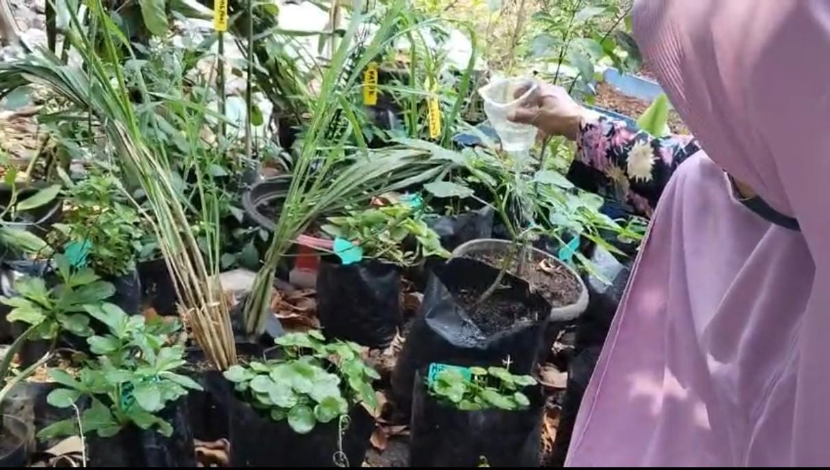 Proses Penyirman Tanaman Obat