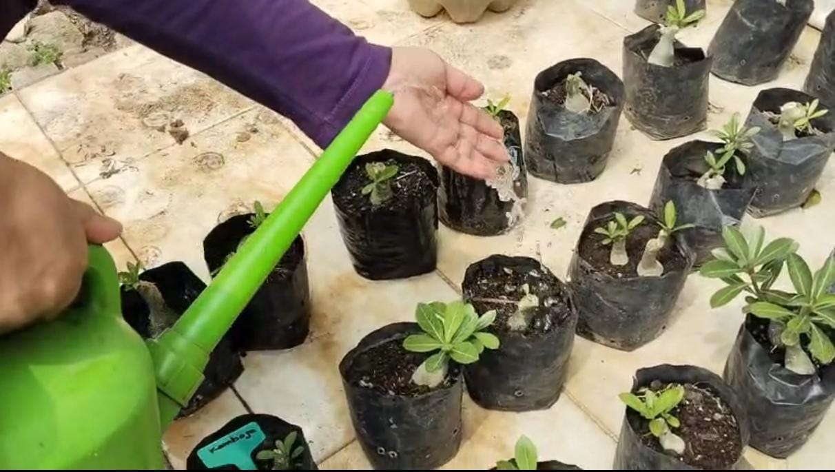 Proses Penyirman Tanaman Obat