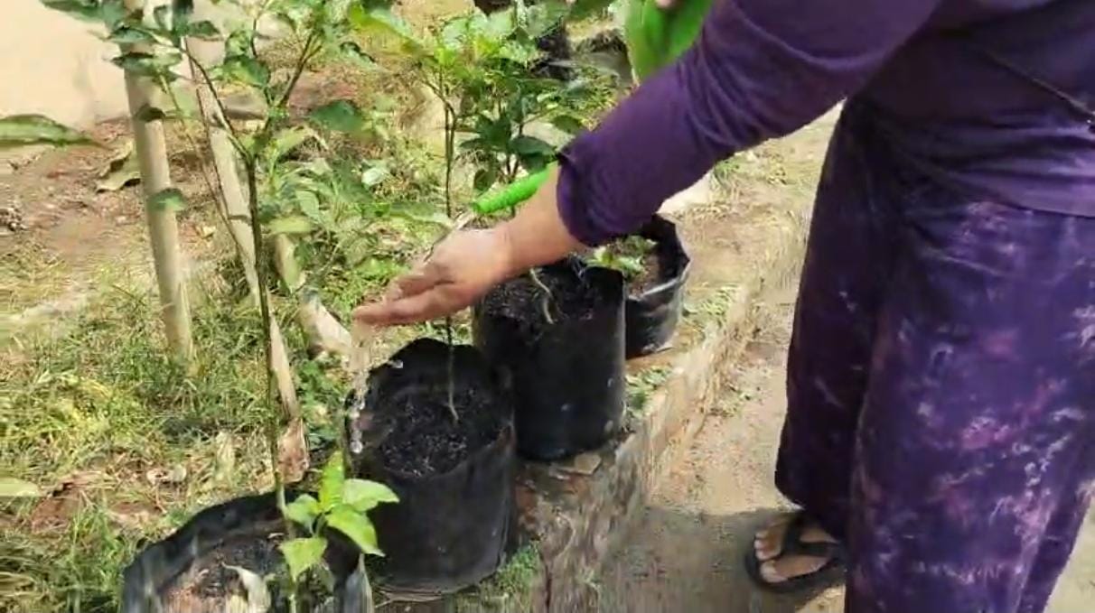 Proses Penyiraman Dari Beberapa Tanaman Buah