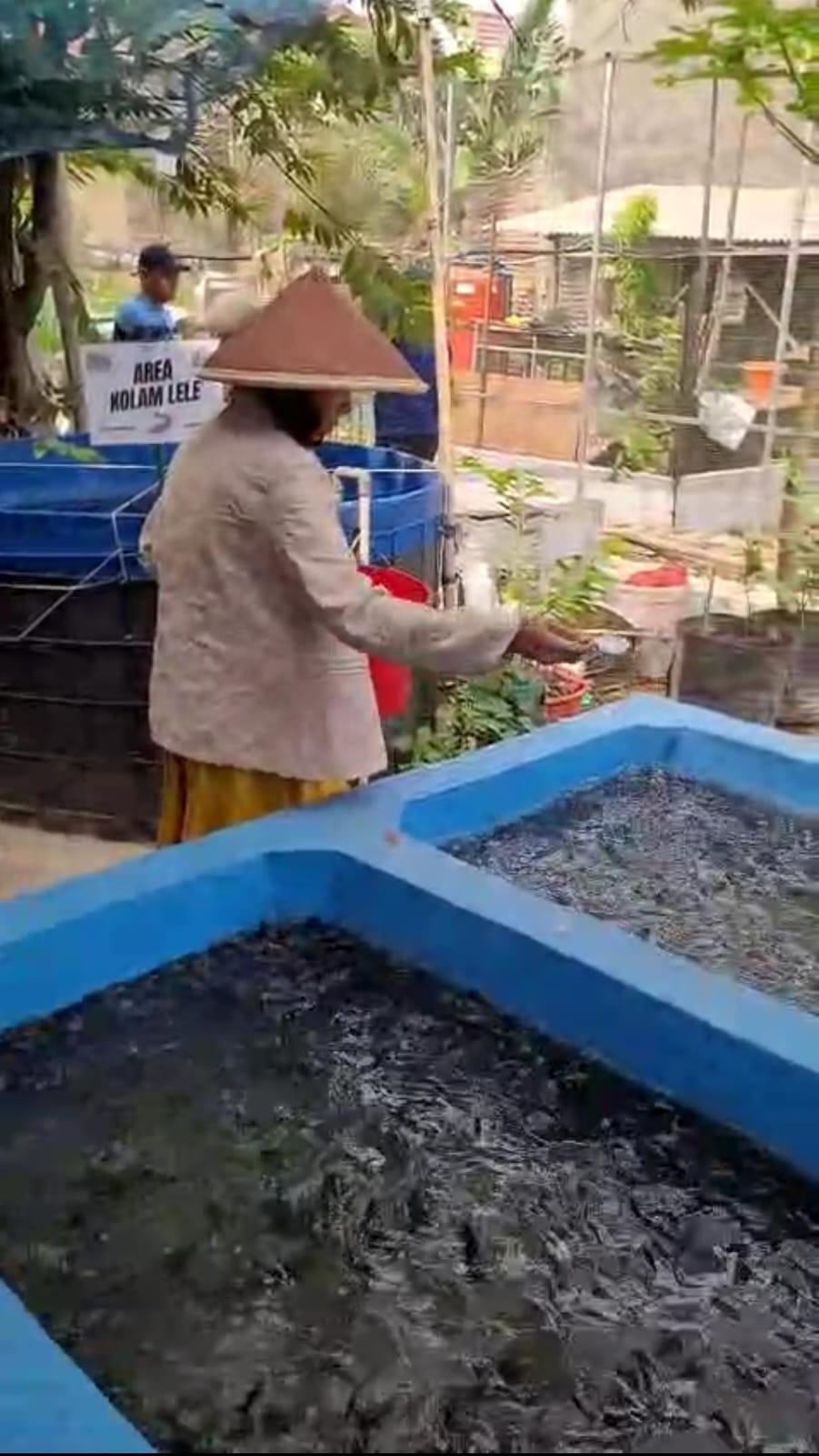 Memberikan pakan pada Kolam Lele