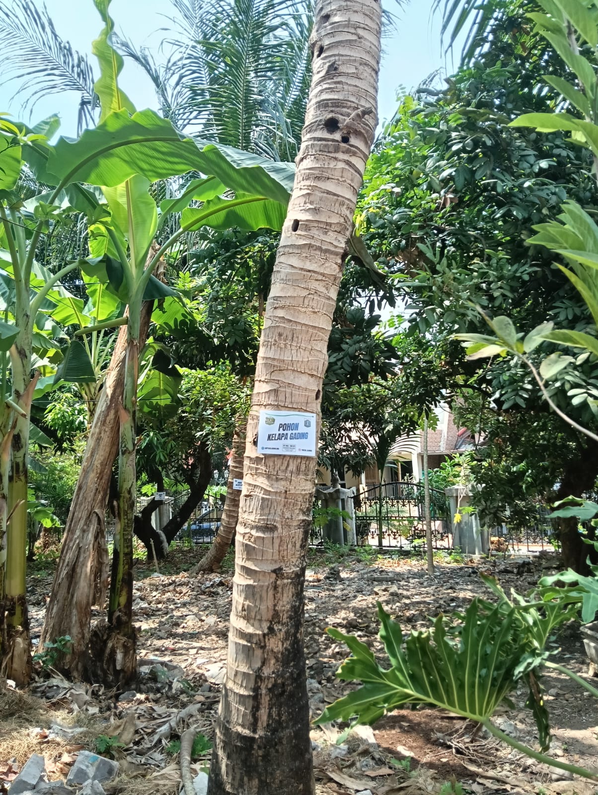 🥥 Kelapa Gading