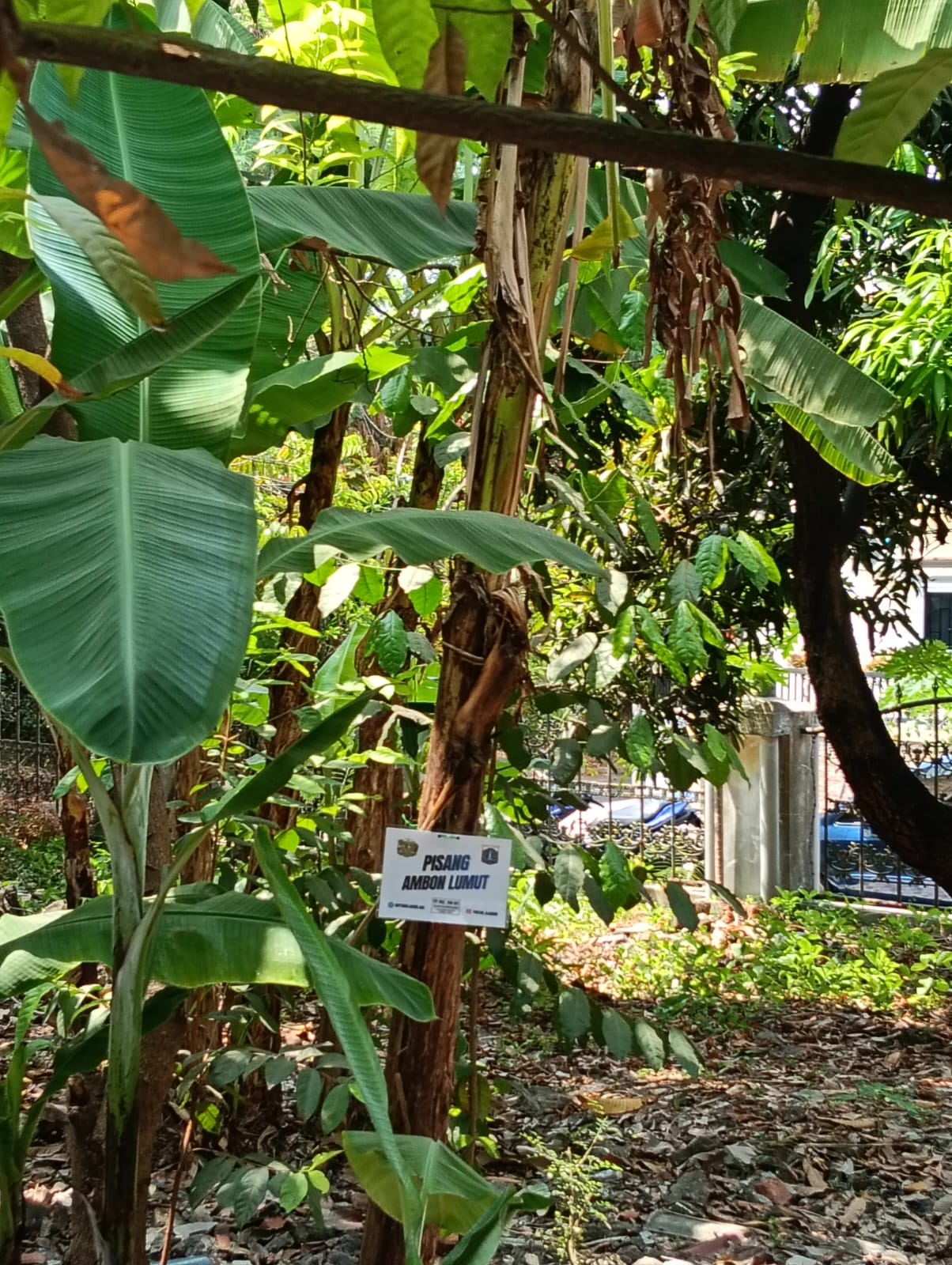 🍌 Pisang Ambon Lumut