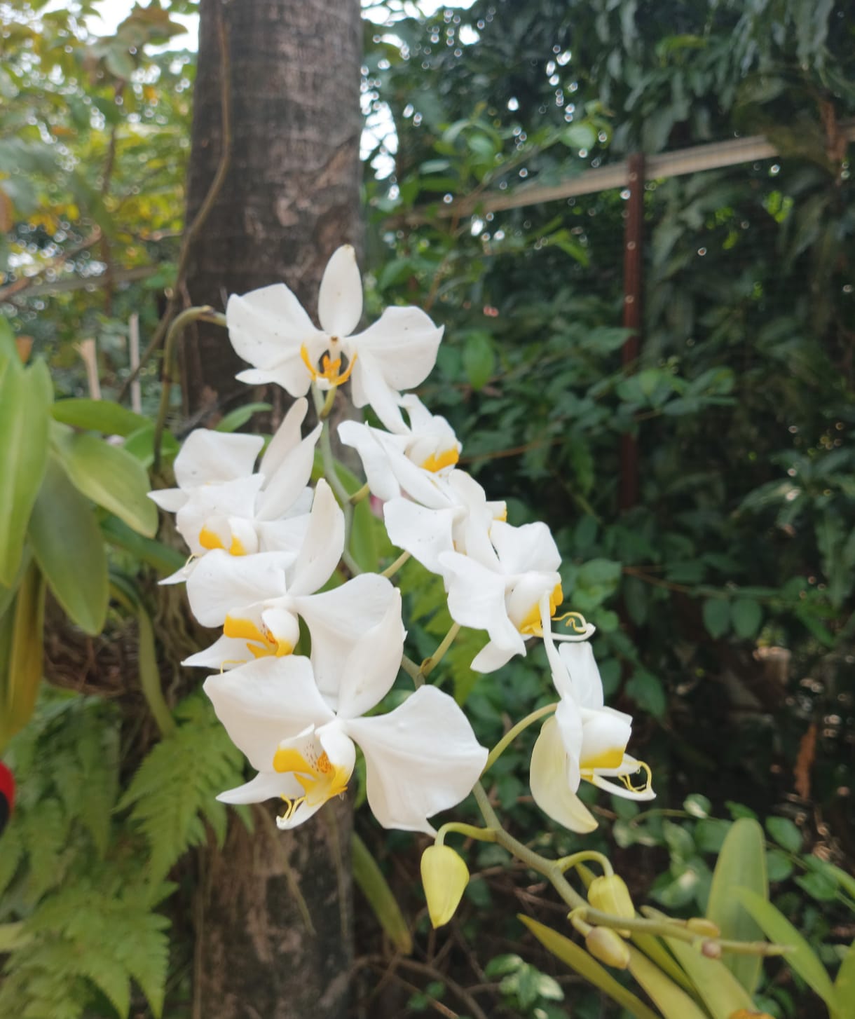 🌼 Anggrek