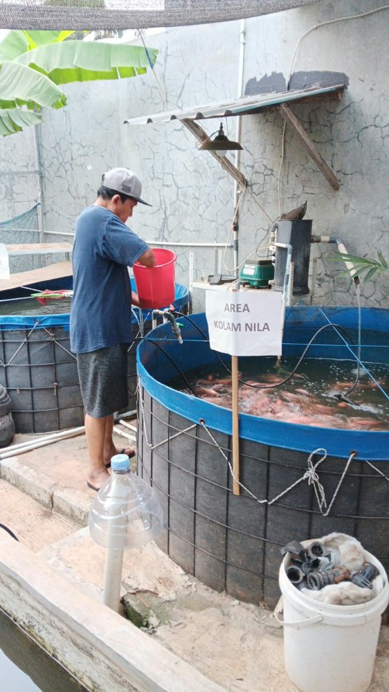 Ikan Nila